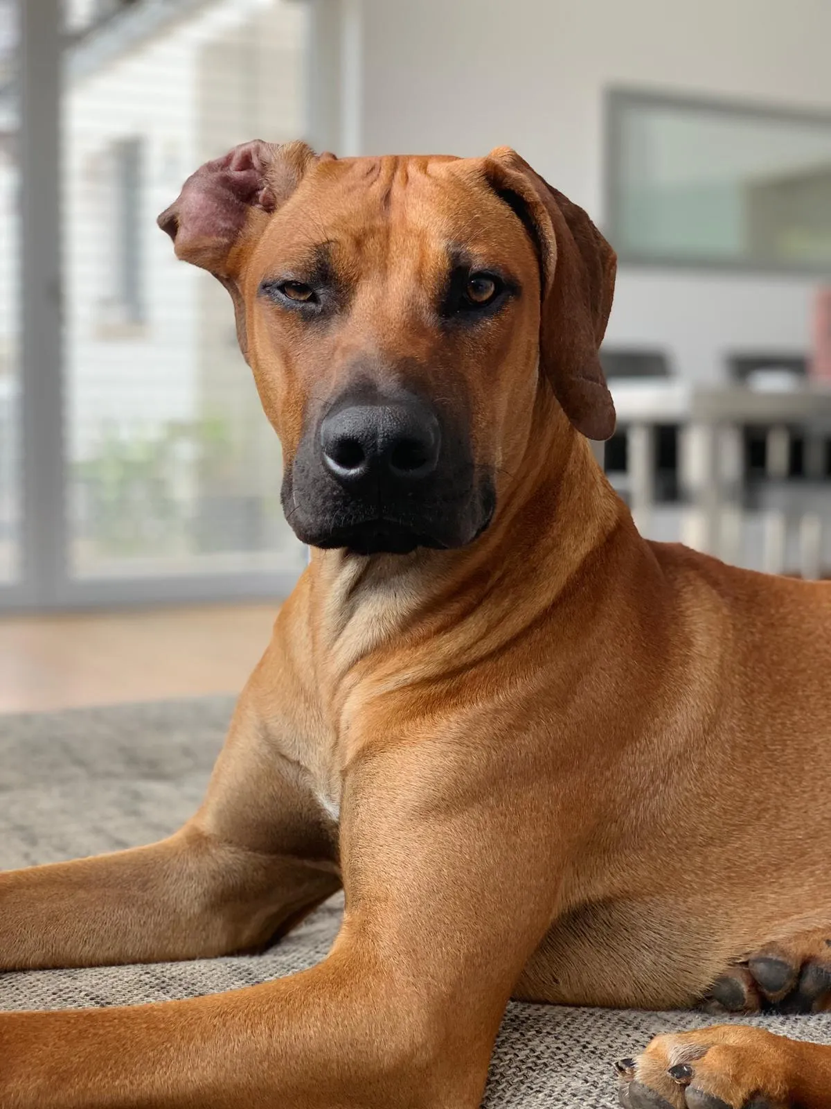 Ruhige Nahaufnahme von Morpheus mit wachem Blick