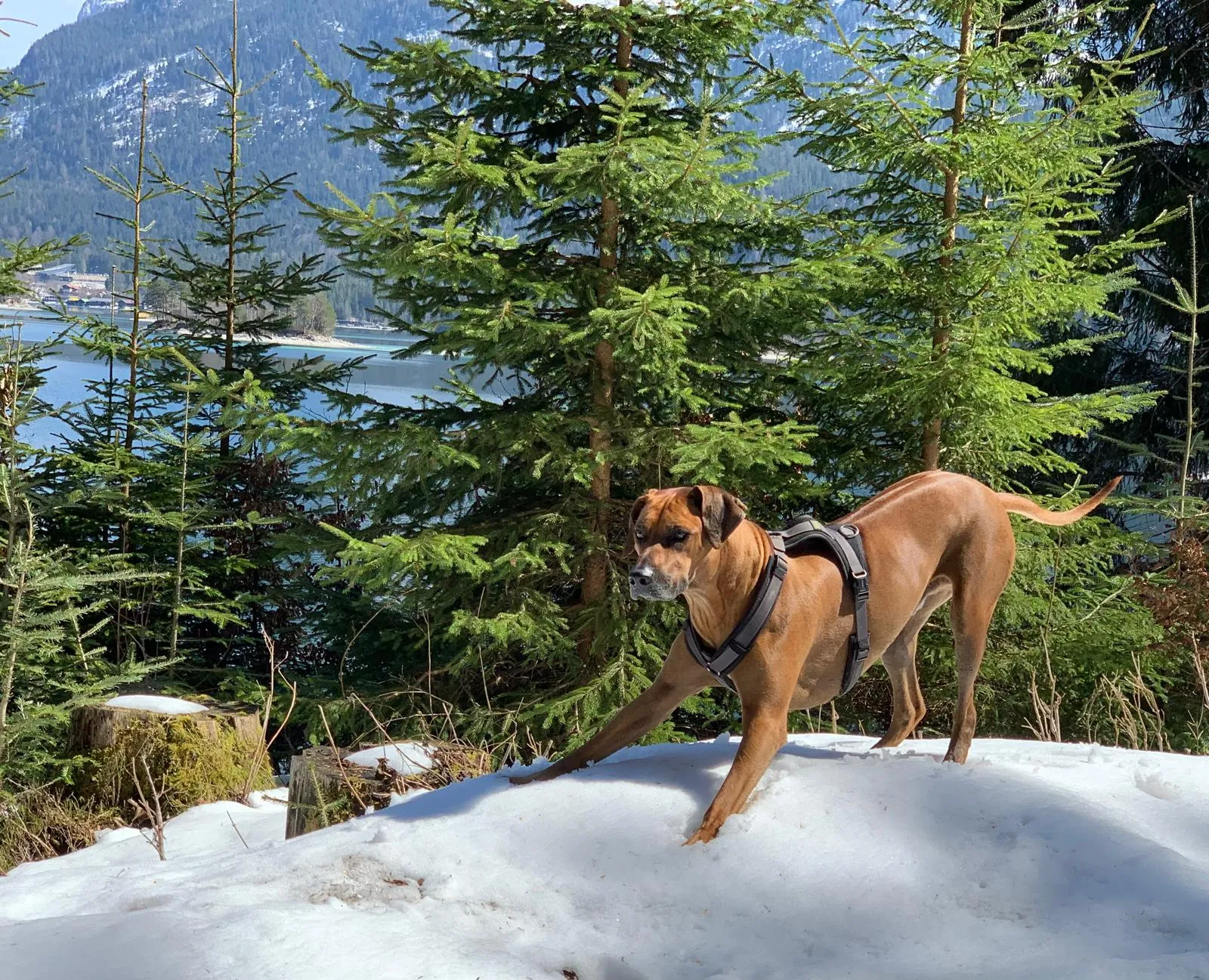 Morpheus gesund in verschneiter Berglandschaft