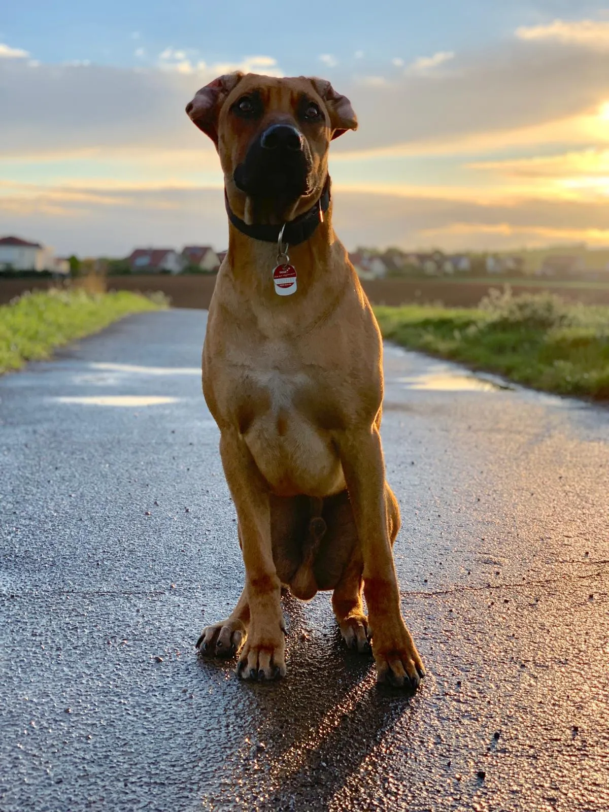 Morpheus im goldenen Abendlicht