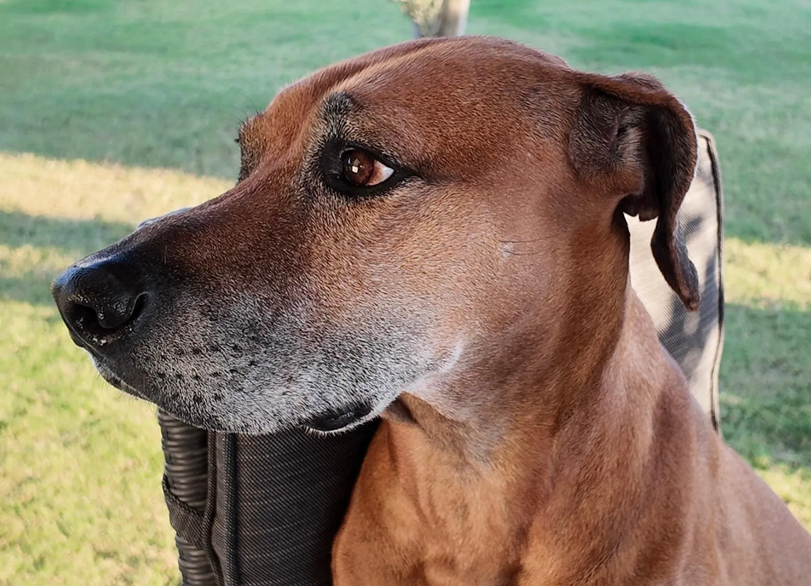 Morpheus, ein Rhodesian Ridgeback, gesund und wach mit glänzendem Fell